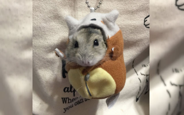 Hamster Slips Into Costume, Turns Into A Real Life Cubone