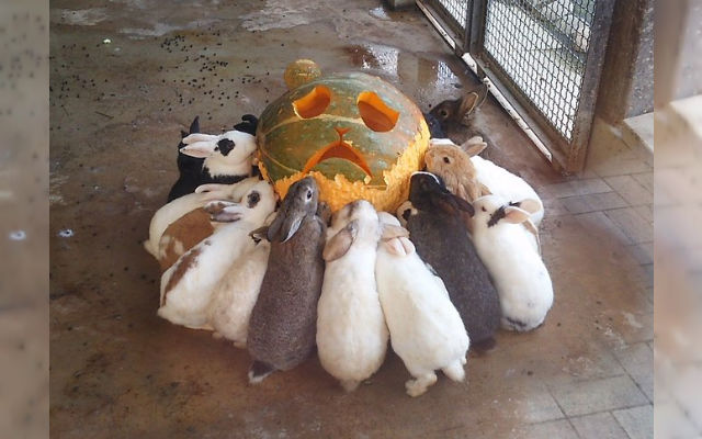 Herd Of Rabbits Devours A Terrified Bear-Pumpkin At The Zoo