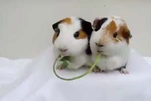 Two Guinea Pigs Adorably Demonstrate The “Pocky Snack Game”