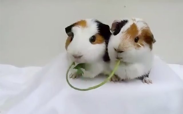 Two Guinea Pigs Adorably Demonstrate The “Pocky Snack Game”