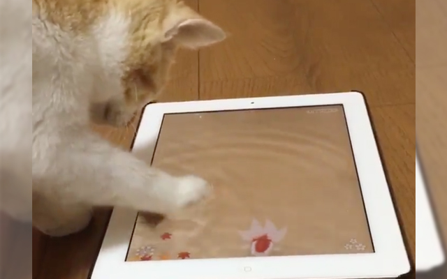 Curious Cat Adorably Tries To Drink Water From An iPad Game