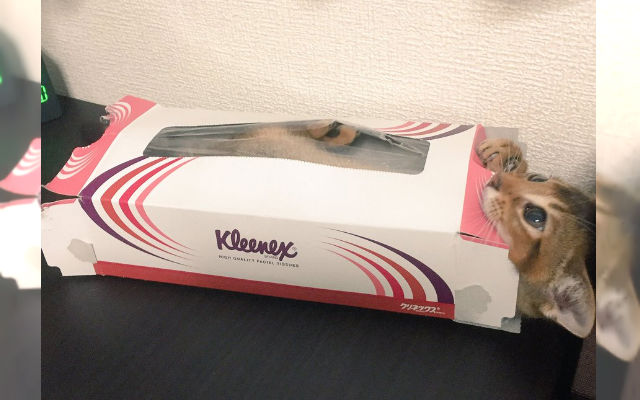 Cat Introduced To New Home Finds Comfort In An Empty Tissue Box