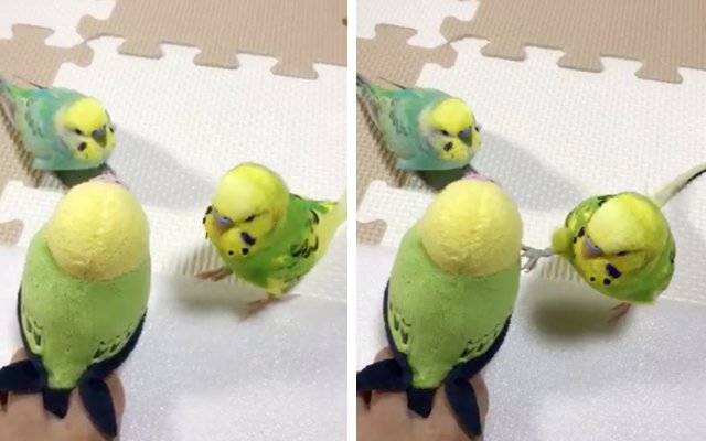 2 Birdies Get Suspicious Of Friend Who Won’t Move