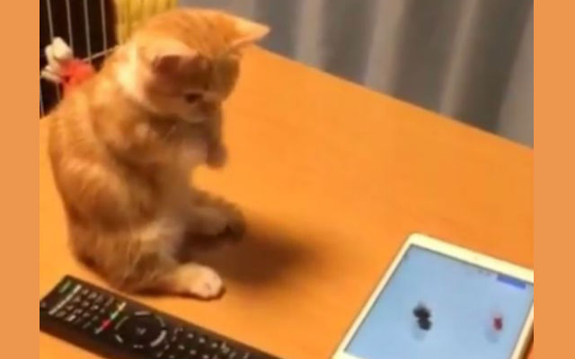 Adorable Munchkin Cat In Japan Tries To Catch Virtual Fish With Heart-Melting Technique
