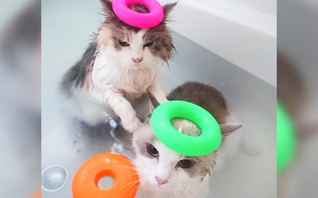 Super Patient Cat Buddies Never Miss Bath Time Together