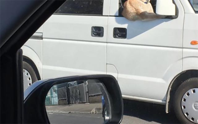 Truck-Driving Shiba Steals The Heart Of Japanese Twitter With Its Muscular Physique