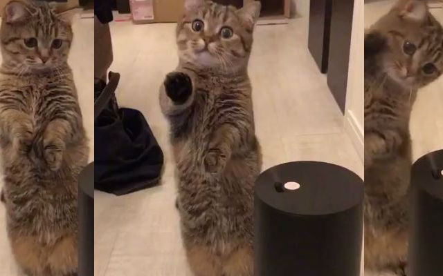 Befuddled Cat Has Absolutely No Idea How To Deal With A Humidifier In Action