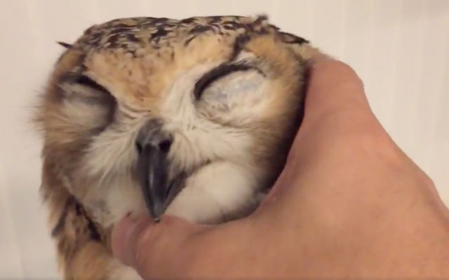 Affectionate Owl Loves Getting A Massage From His Human