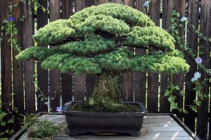 391-Year-Old Bonsai Tree Is A Miraculous Survivor Of The Hiroshima Atomic Bomb