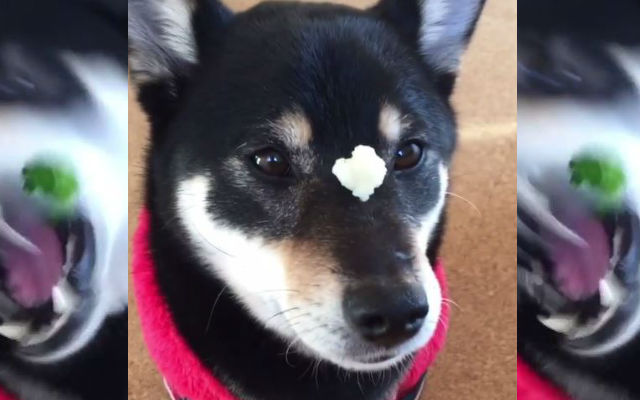Miku The Shiba Inu Is The Fastest Food Catcher In The East, Paws Down!