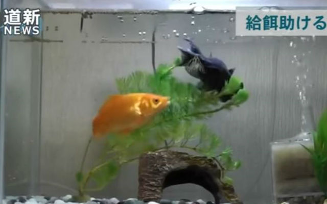 Care-Taking Goldfish Seems To Help Friend Who Struggles To Eat On Their Own