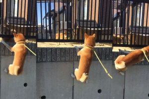 Shiba Inu Breaks Out Spider-Man Moves So He Can See His Best Buddy