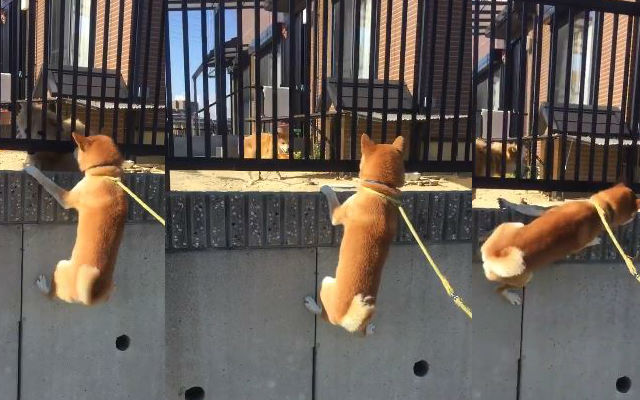 Shiba Inu Breaks Out Spider-Man Moves So He Can See His Best Buddy