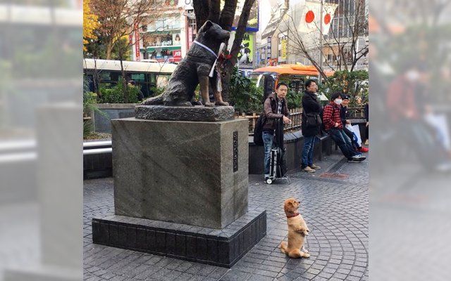 Puppy Striking Proud Pose In Front Of Hachiko Is Too Much For Shibuya To Handle