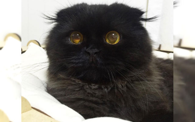 This Black Ball Of Fur Looks Like A Real Life Soot Sprite From Studio Ghibli Films