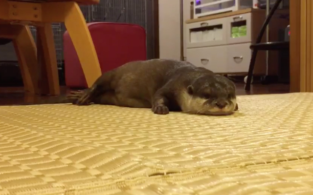 Affectionate Otter Squealing For His Human’s Attention Melts The Hearts Of Japanese Twitter
