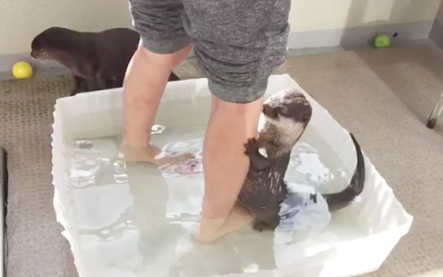 Otter Casually Joins In For A Japanese Traditional Foot-bath