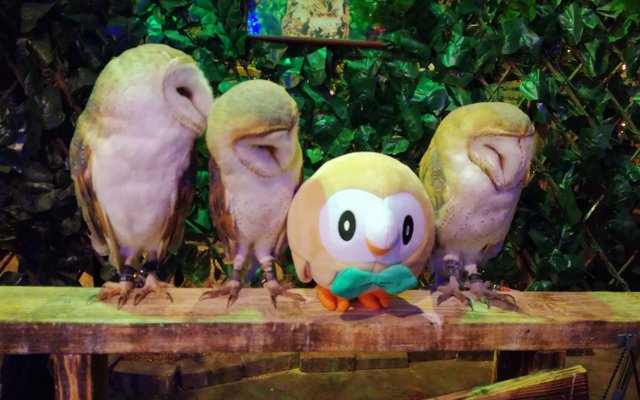Pokémon Rowlet’s First Time Visiting Friends At Akihabara’s Owl Forest