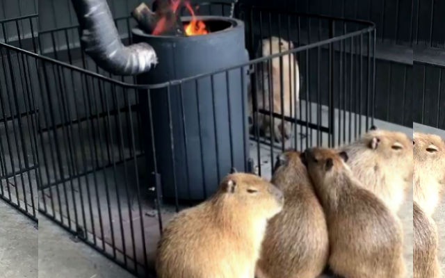 Having A Rough Day?  Watch These Capybara Cuddling Up By A Fire