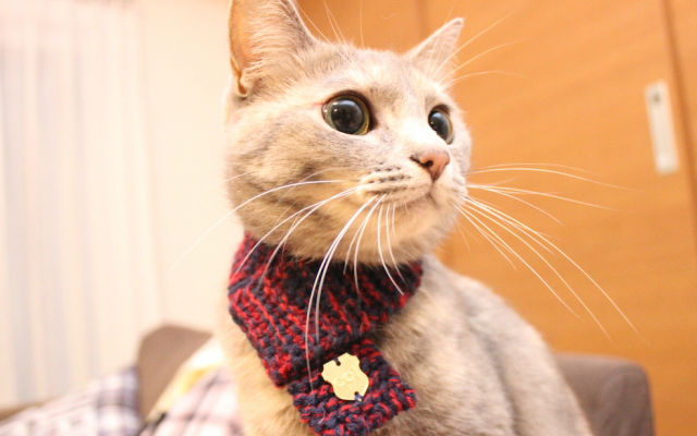 Fancy Kitty Scarves From Japan Give Cats One More Reason To Act All Smug