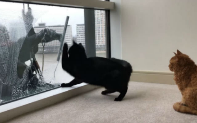 These Two Cats Have A Wonderful Relationship With Their Window Washer