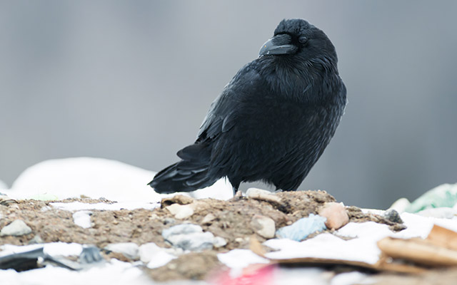 Crows Reward Friendly Japanese Twitter User, Neighbors Not So Lucky