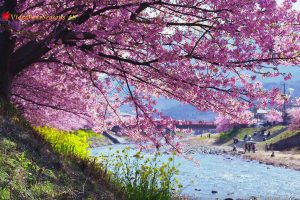 Japan’s Early Blossoming Kawazu Cherry Blossoms Are In Gorgeous Full Bloom Right Now