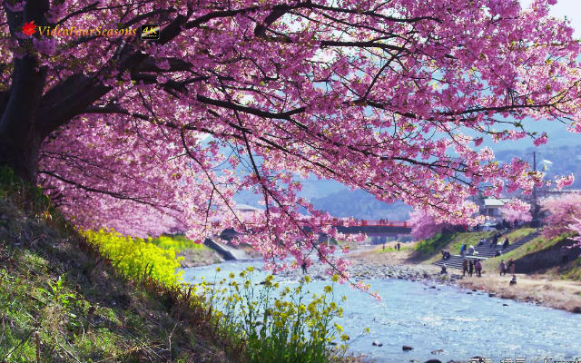 Japan’s Early Blossoming Kawazu Cherry Blossoms Are In Gorgeous Full Bloom Right Now
