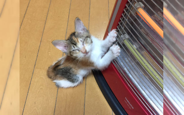 Human Turns Off Heater, Kitten Adorably Finds Warmth From A Teapot