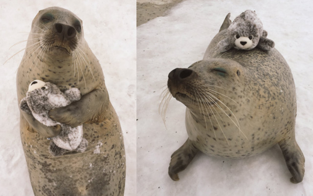 Nothing Is Cuter Than A Seal Hugging A Stuffed Seal Toy
