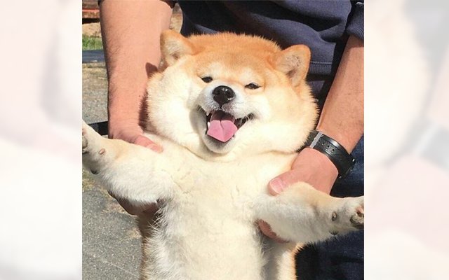 The Moment This Puffy Shiba Inu Realizes He Likes Being Outside