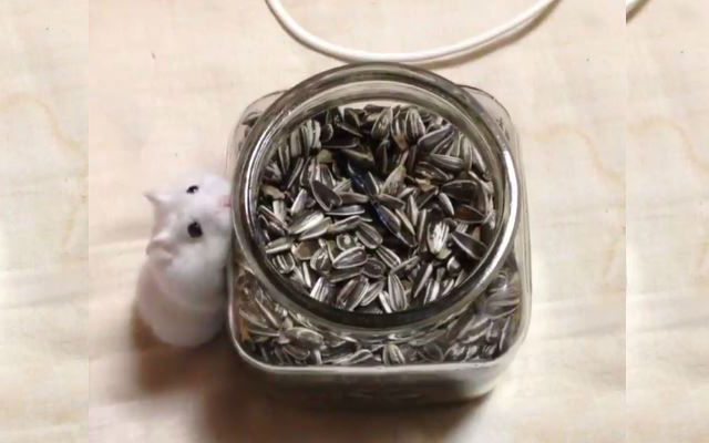 This Hamster Flailing Her Tiny Arms At A Jar Of Sunflower Seeds Is Life’s Great Journey