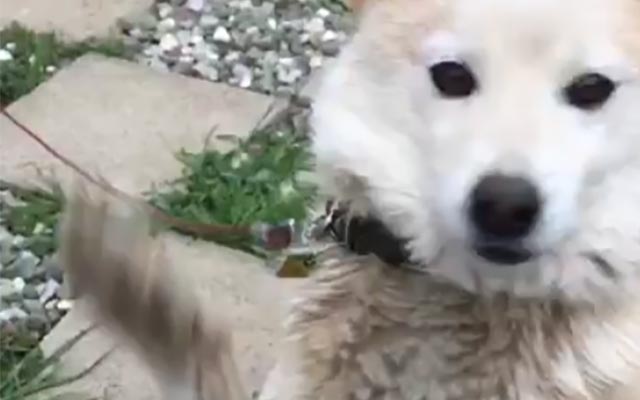 This Dog Screwed Up A High Five With So Much Class