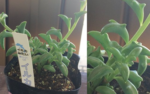 Japan Is Obsessed With These Cute Dolphin Plants And We Want One For Ourselves