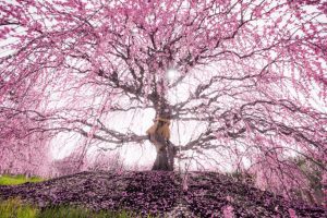 Weeping Plum Trees Are Springtime Gifts Of Nature That Bloom Even Before Cherry Blossoms
