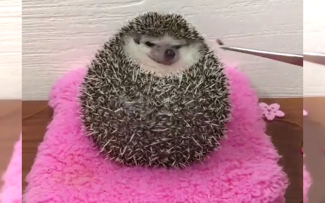 Cute Hedgehog Gets A Little Too Excited For Her Favorite Mealworm Snack