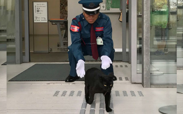 Hiroshima Art Museum Has To Turn Away Curious Cats During Feline Art Exhibits