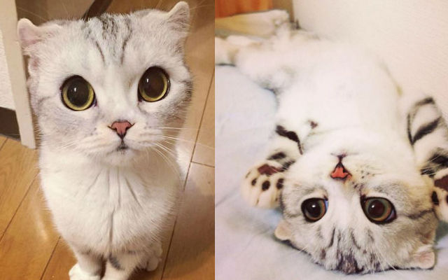 Hana Is A Cat With Adorably Big Eyes And A Bird Buddy–She’s Pretty Awesome