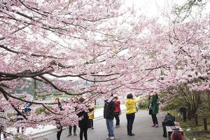 Chidorigafuchi Is The Place To Be For A Breathtaking Stroll Under Cherry Blossoms In Full Bloom