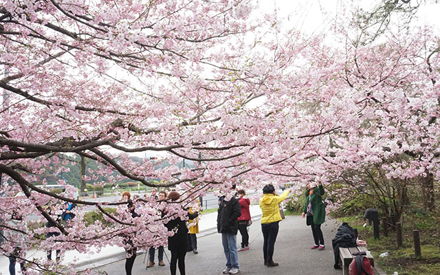 Chidorigafuchi Is The Place To Be For A Breathtaking Stroll Under Cherry Blossoms In Full Bloom