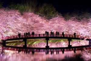 This Photographer Shows How Truly Magical Nighttime Cherry Blossoms Are