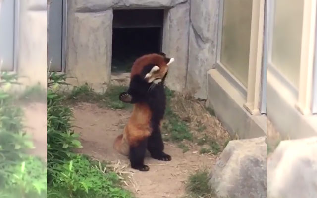 Red Panda Tries To Intimidate A Tiny Enemy That Set Foot Inside Its Cozy Home