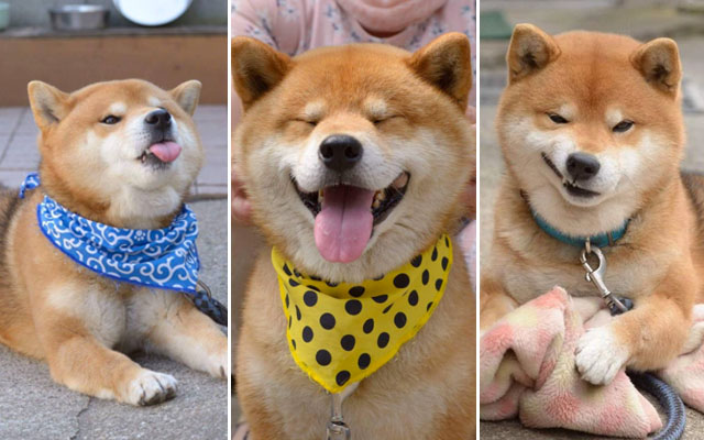 Ryuji The Shiba Inu’s Adorable Facial Expressions Are Making Him A Canine Instagram Celebrity