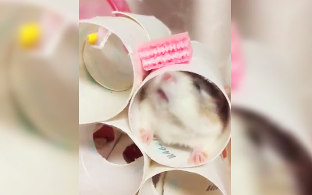 This Hamster’s Struggle To Reach His Treat Is The Cutest Combination Of Lazy And Dedicated Ever