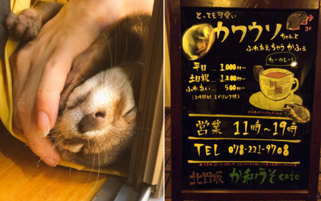 Kobe’s Otter Cafe Lets You Cuddle With Otters, Hedgehogs, Degus, And More