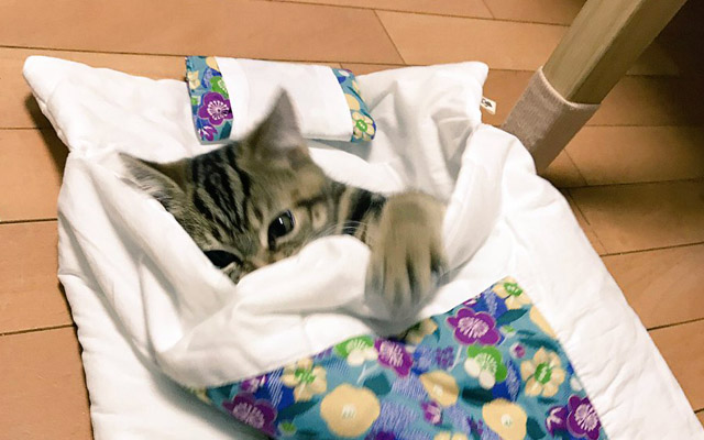 Munchkin Kitty Falls In Love With Cat-Sized Futon Sleeping Bag