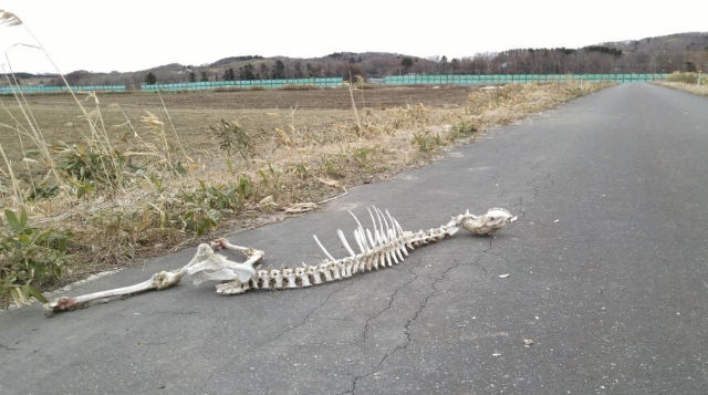 Hokkaido Resident Discovers Huge Skeletal Remains Of A Sika Deer During Her Walk, Because Hokkaido