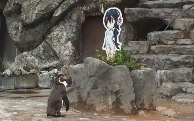 It’s Love At First Sight For This Penguin And A Cardboard Panel Of A Kawaii Kemono Friends Character