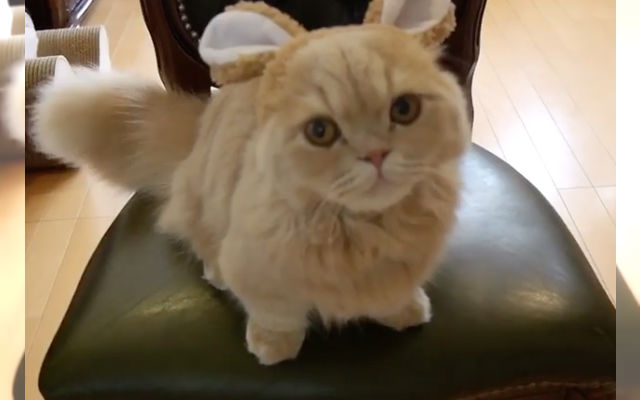 Bell The Cat Melts The Internet’s Heart In A Furry Headband With Bunny Ears