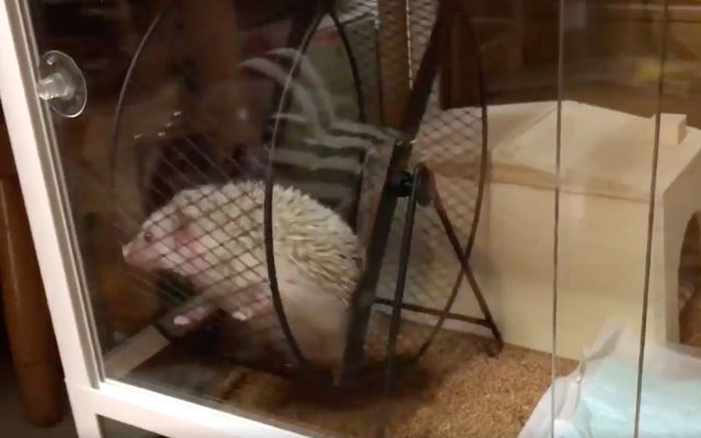 Confused Hedgehog Finds A Better Way Of Using Its Running Wheel